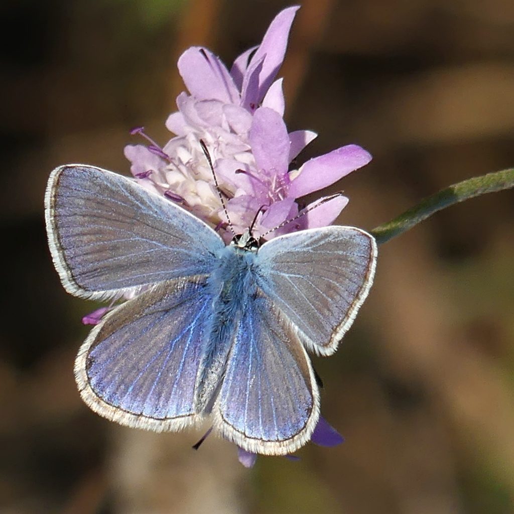 Polyommatus_icarus_XavierSisquella