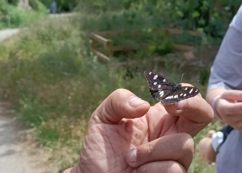 papallona